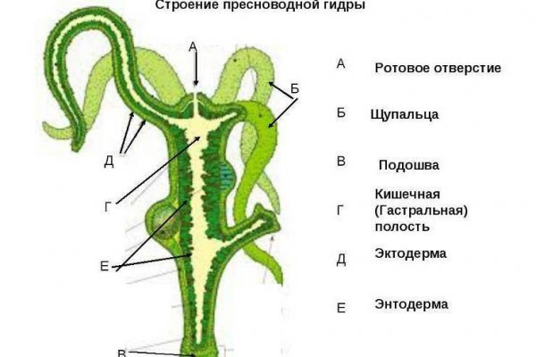 Кракен даркнет текст